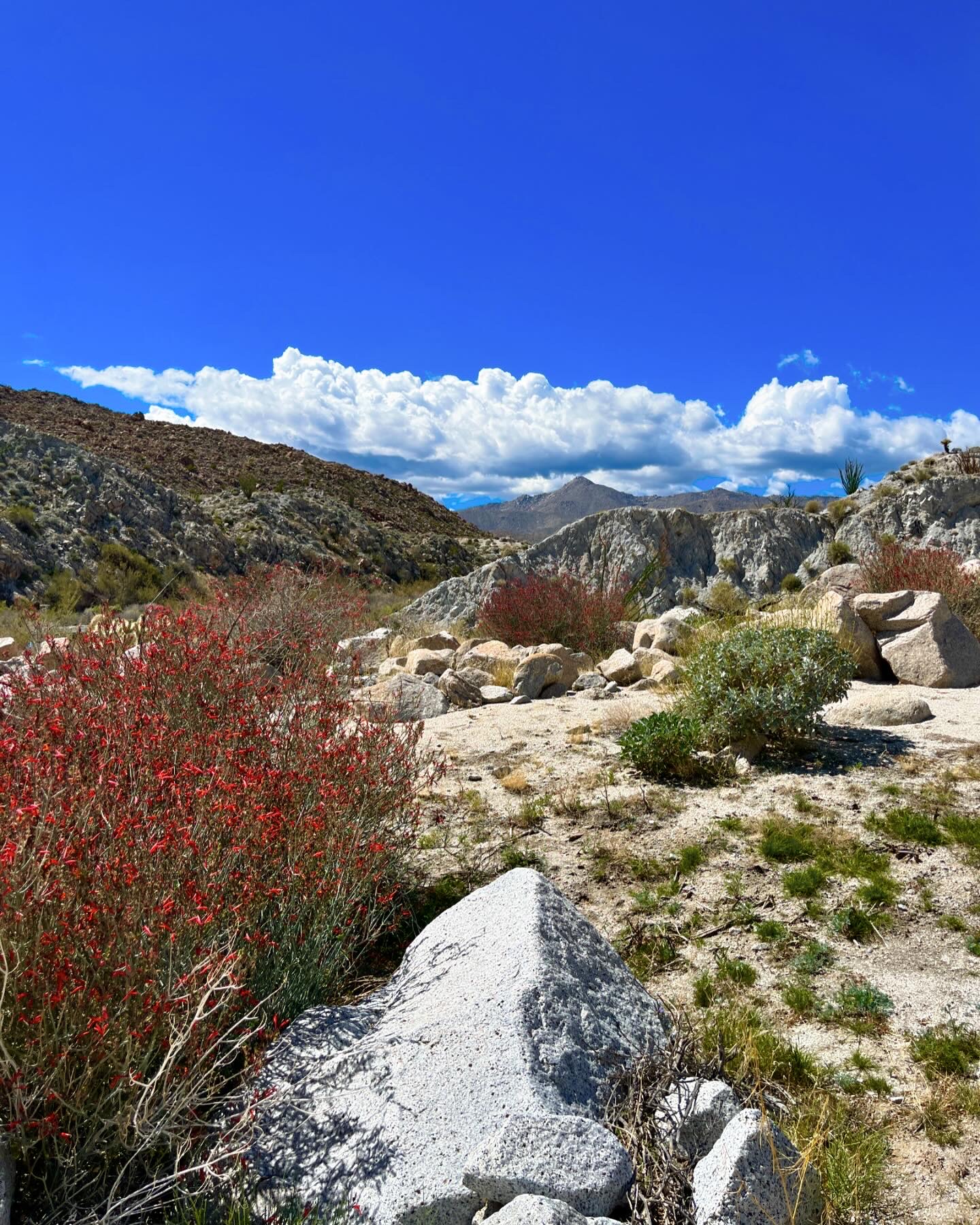 Anza Borrego Desert landscape