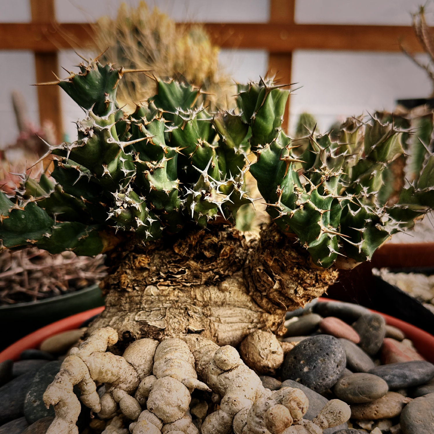 Euphorbia clavigera