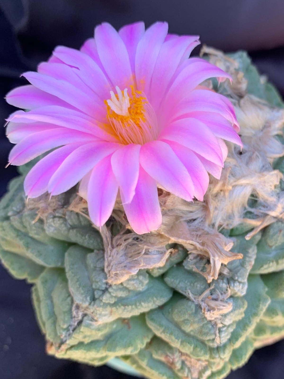 Ariocarpus fissuratus grown by Gary Duke