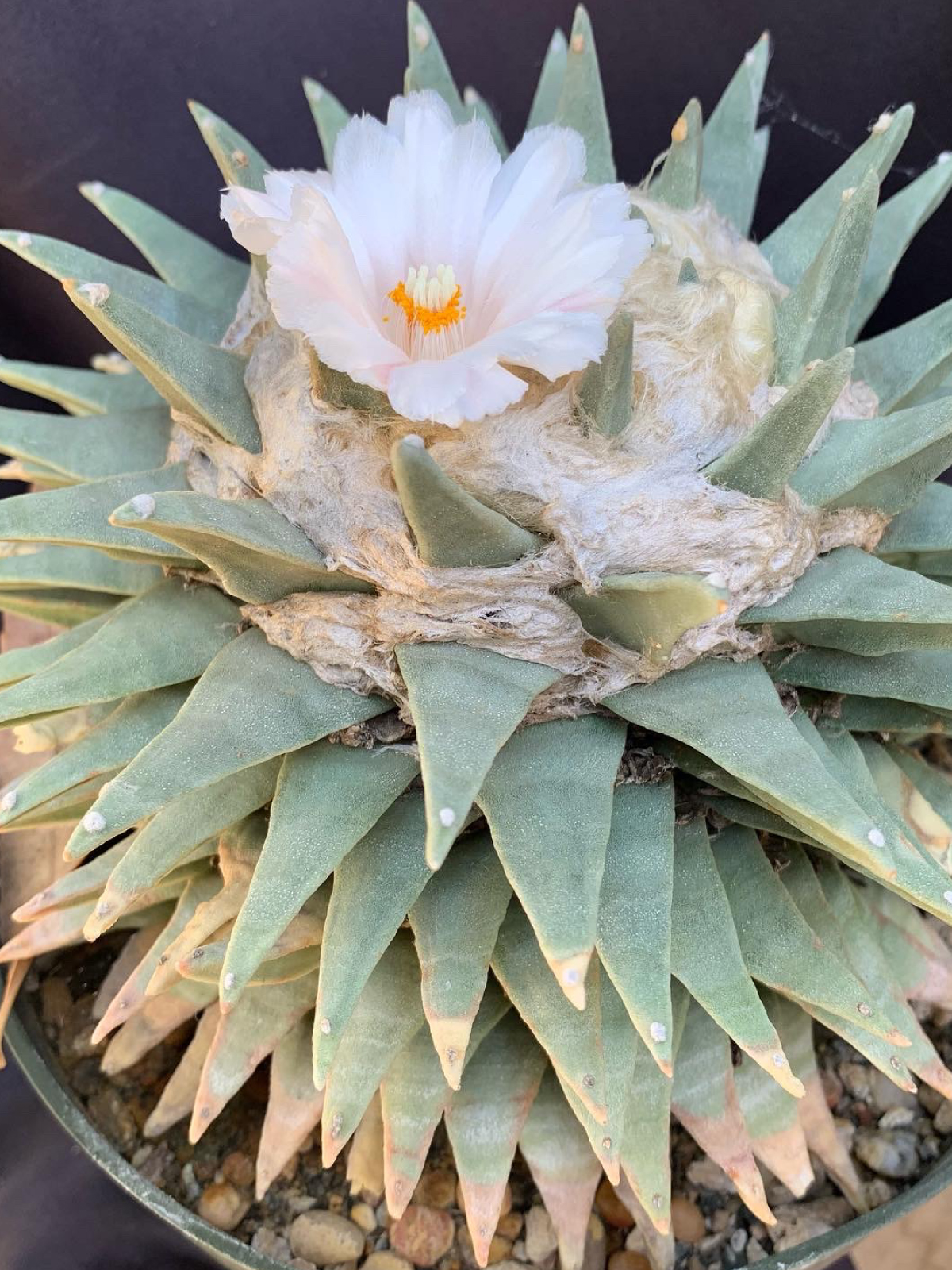 Ariocarpus retusus grown by Gary Duke