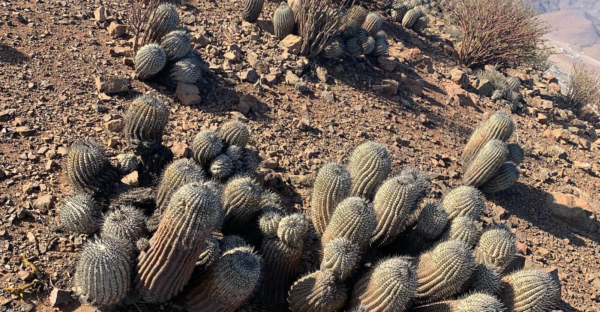 Copiapoa cineras in Chile