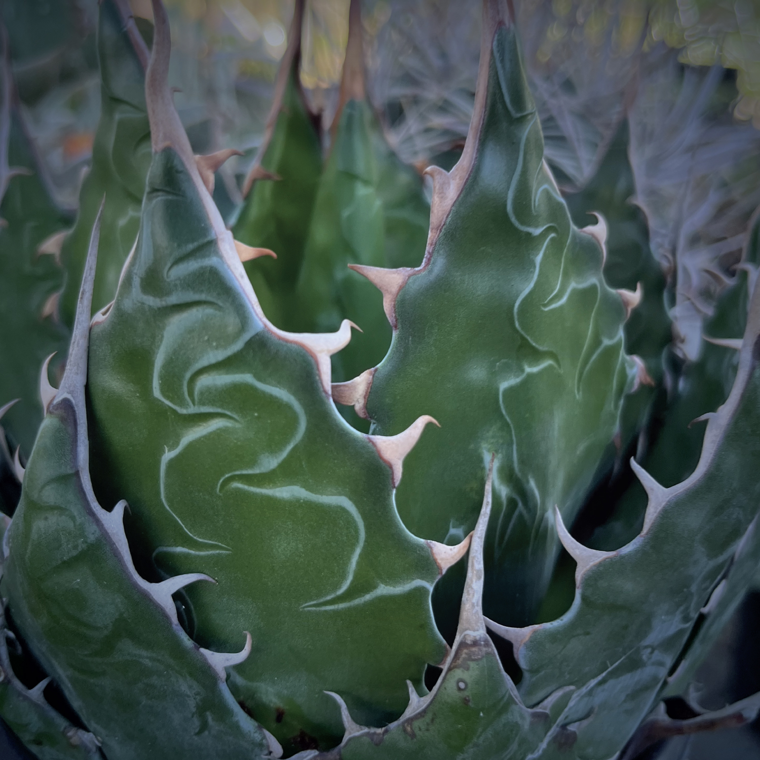 Agave montana