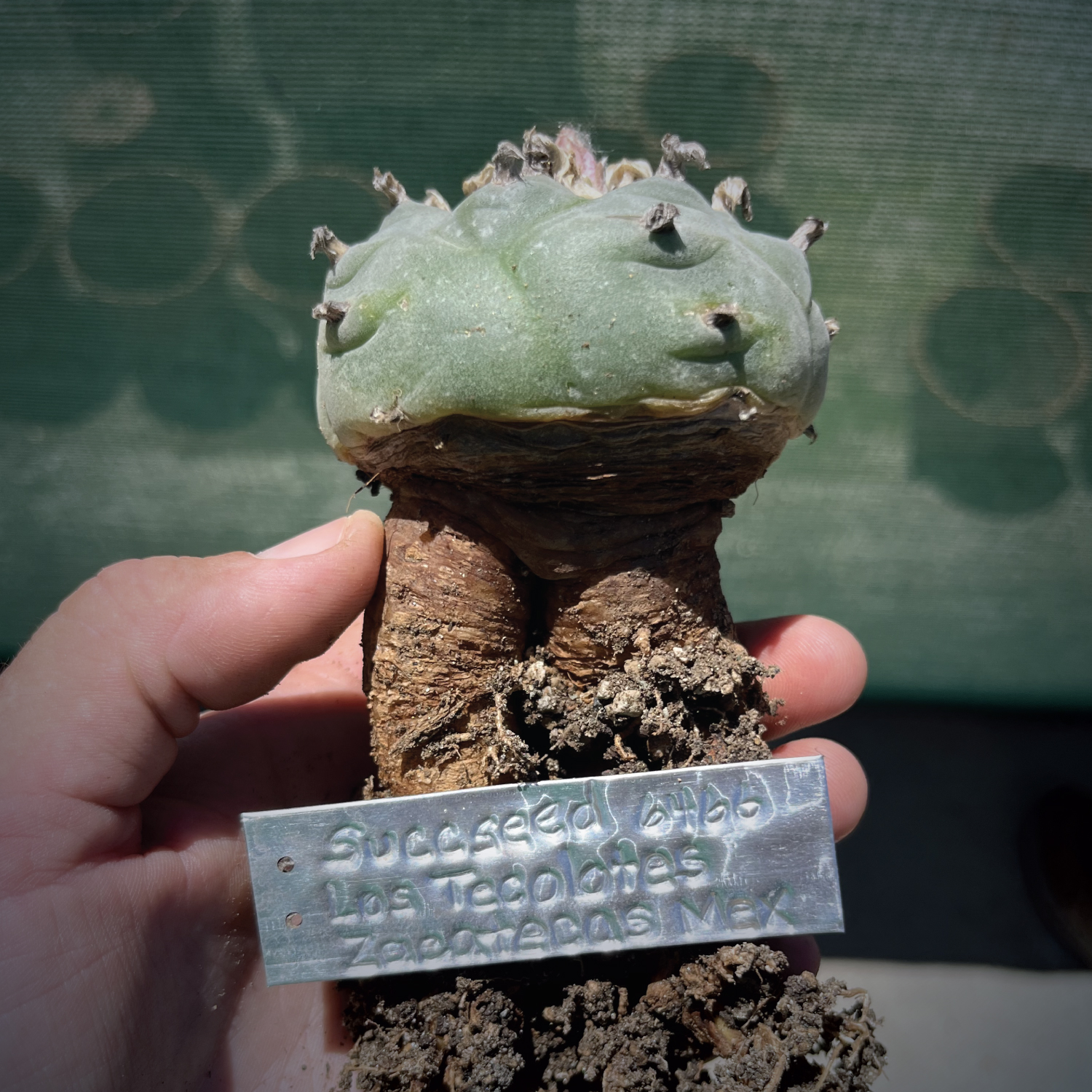 Lophophora williamsii