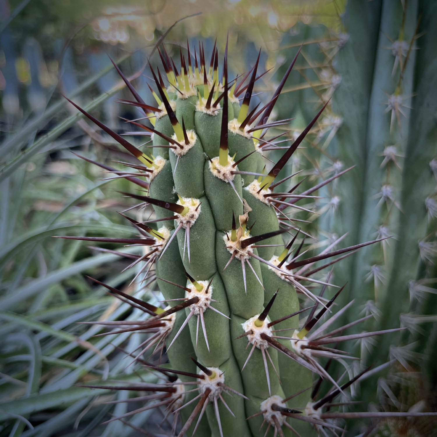 Trichocereus fulvilanus