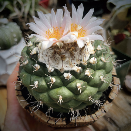 Turbinicarpus lophophorioides